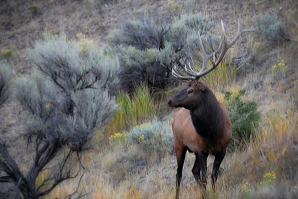 Elk Gazing