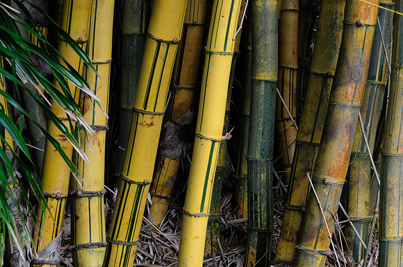 Striped Bamboo