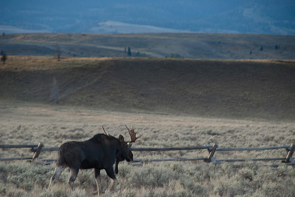 Moose on the Prowl