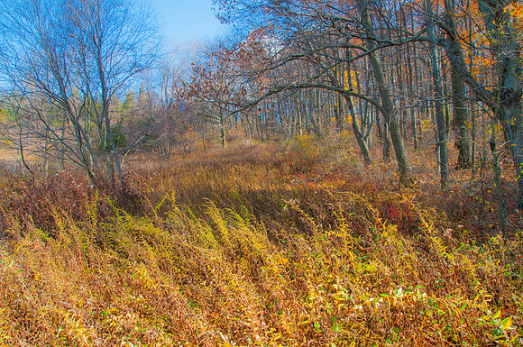 Windy Autumn Day