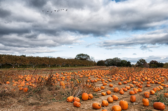 Field of Pumpkins