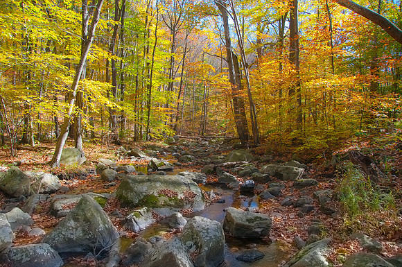Stream in the Fall