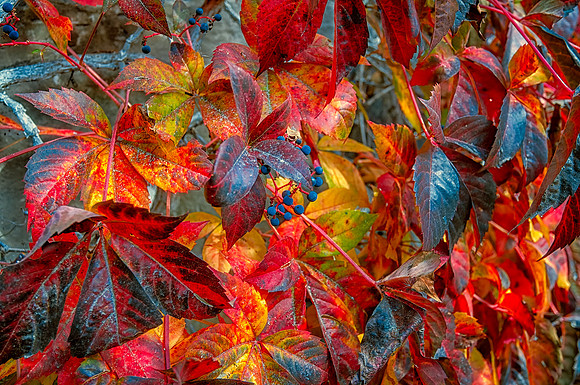 Colorful Fall Leaves