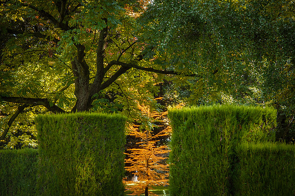 View of Golden Tree