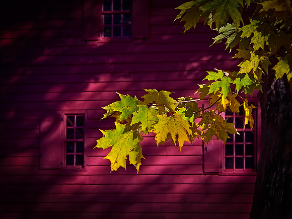 Golden Leaves Near Red Building