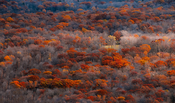 Colorful Forest Trees