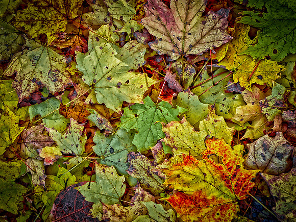 Colorful Autumn Leaves
