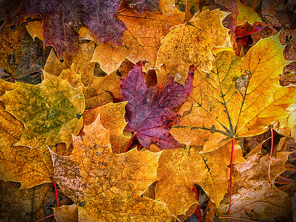 Colorful Fallen Leaves
