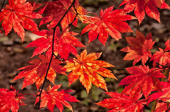 Red Leaves on a Tree