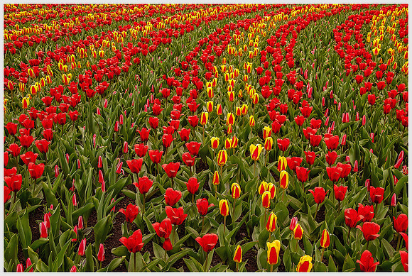 Row of Tulips