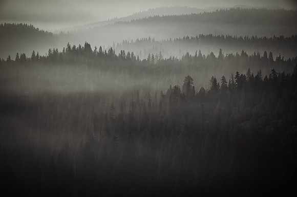 Smoke in Forest