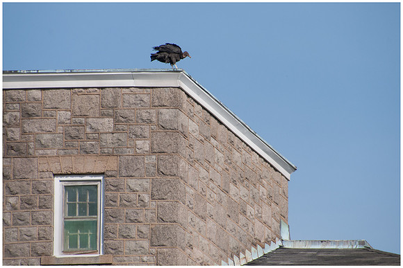 Turkey Vulture on Edge at Greystone