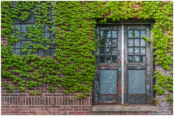 Green Vines Over Steel Doors at Greystone