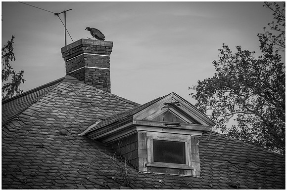 Turkey Vulture on Chimney at Greystone