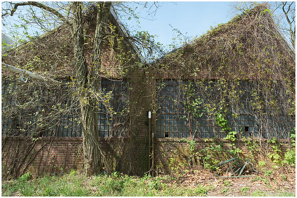 Building Covered With Vines at Greystone