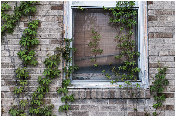 Overgrown Vines on Window at Greystone