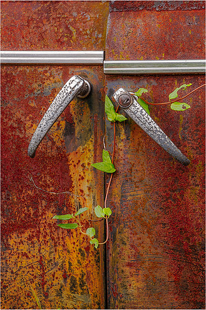 Vine on Car Handle