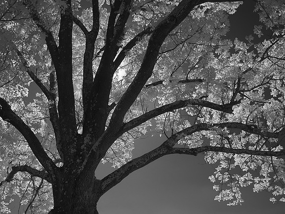 Sun Through Leaves in Infrared