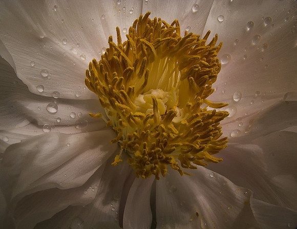 Center of the Flower