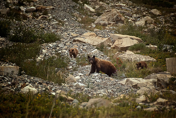 Mama Grizzly and Cubs