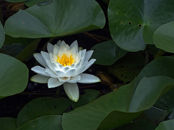 Lily Pad