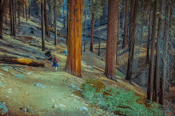 Hiking in Mariposa Grove