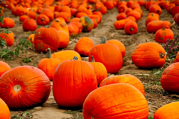 Field of Pumpkins