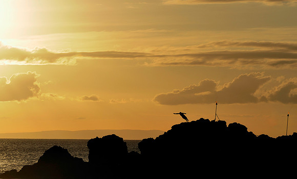 Cliff Diver in Maui