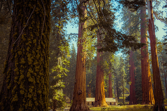 Sequoia Trees