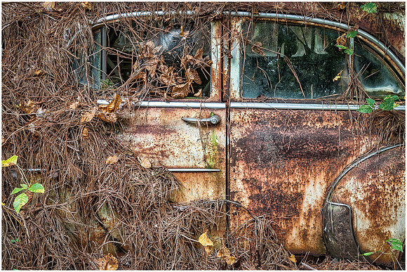 Rusted Car in Brush