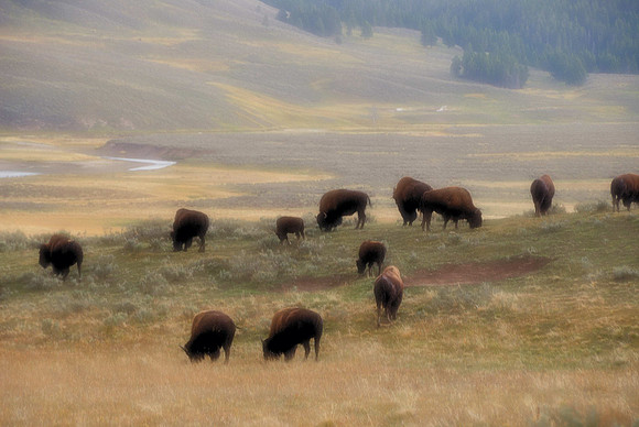 Bison in the Fields