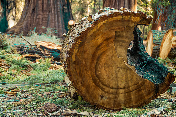 Tree Trunk in Mariposa Grove