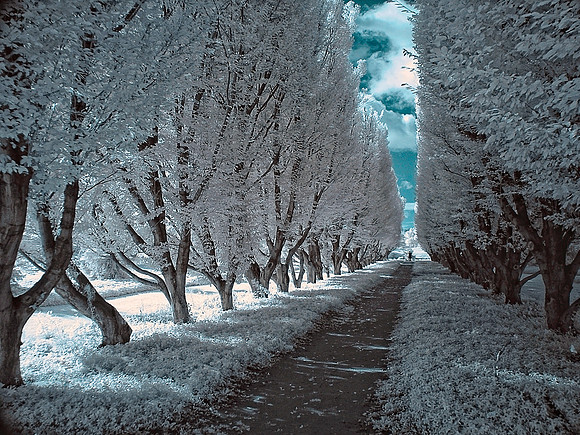 Row of Trees in Infrared