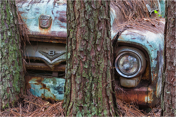 Ford Truck Caged Behind Trees