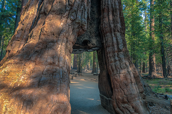 Tunnel Tree
