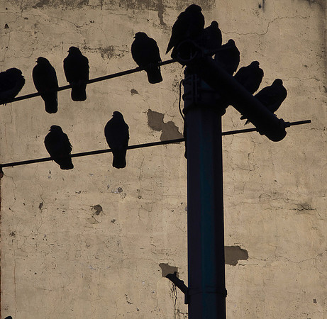 Birds on a Light Pole