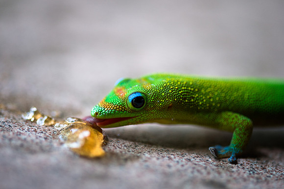 The Hungry Gecko
