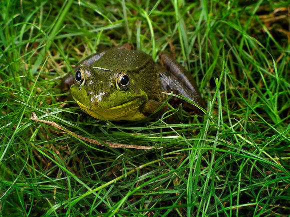 Curious Toad